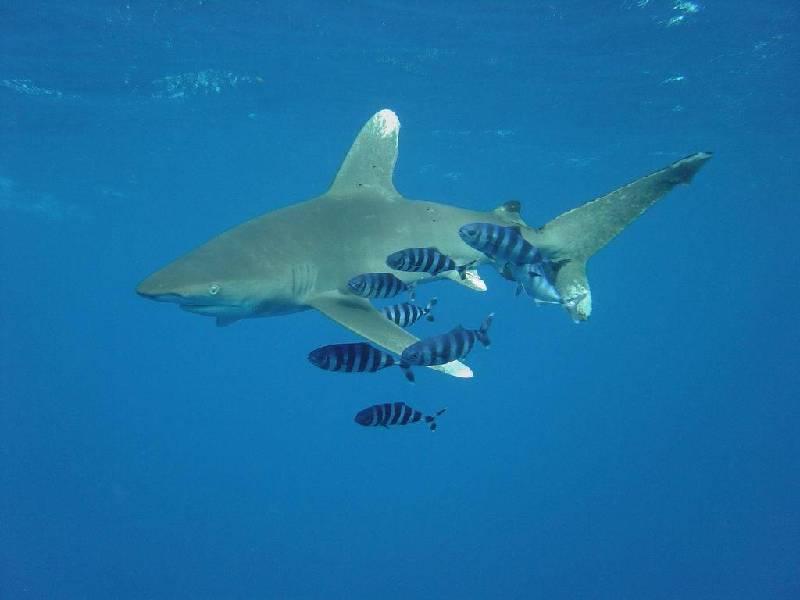 Carcharhinus longimanus (Squalo pinna bianca oceanico)